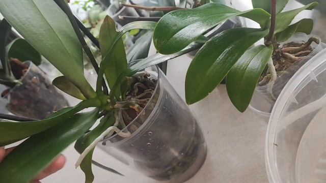 Женщина! Что вы тыкаете пальцем в моё растение. История...