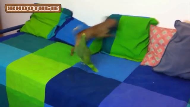 Весёлые Попугаи и забавные собаки  Сборник   NEW