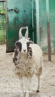 ПЯТЬ РОГ? Легко - овцы св.Якова говорят, что 4 рога это не предел!