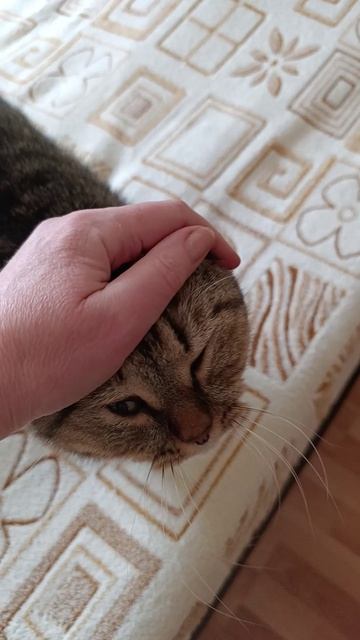 Застала Барсика врасплох. Конечно, он на кровати.