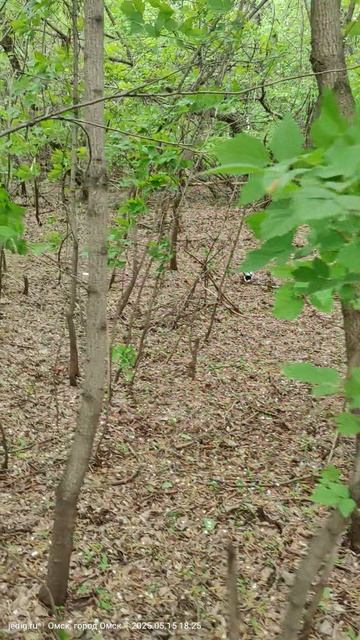 Зелёный остров. Омск. 15 мая 2025. Селезень с уткой.