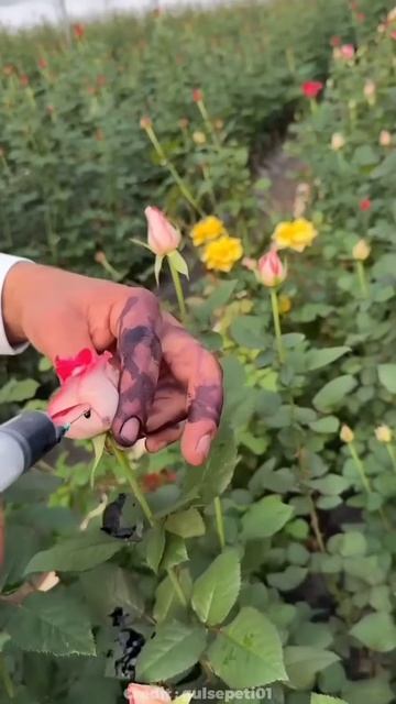 How they make Black Rose