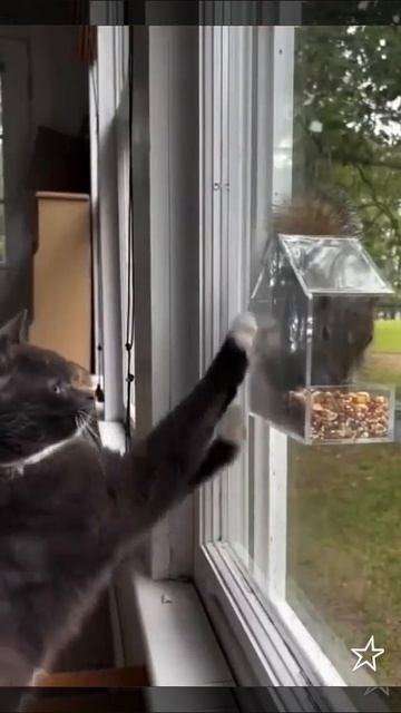 Очень хочется достать белочку 🐈🐿️❤️