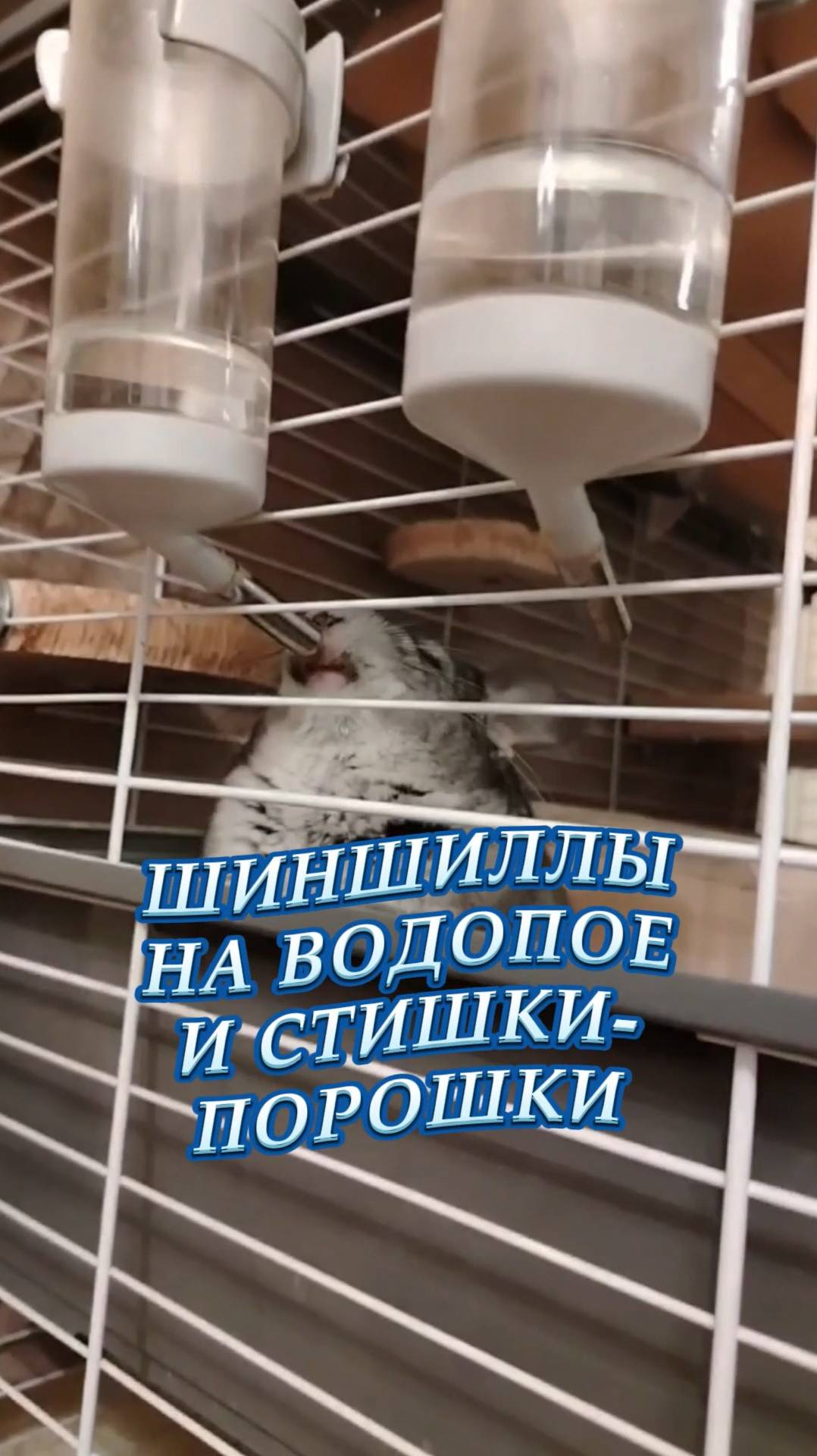 Стишки-порошки про шиншилл