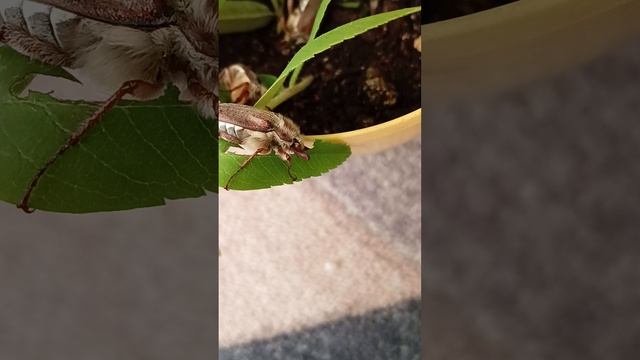 А вы видели, как майские жуки кушают листочки? 😊