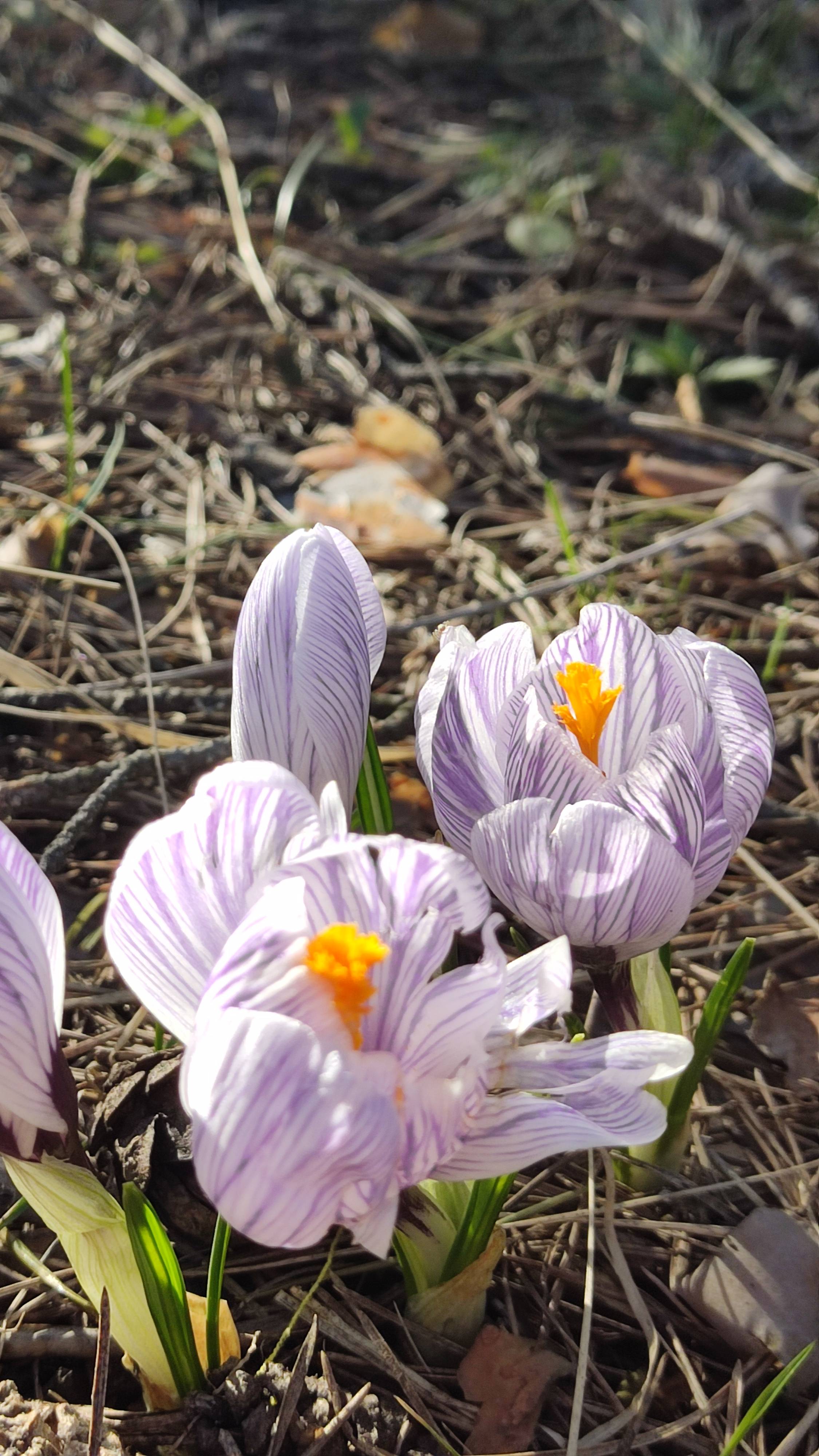 Апрельские крокусы в Северном#Кунсангаре🌷#Весна в #Подмосковье🌞03.04.2025#БольшиеДворы#russia