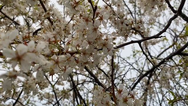 Весенний цвет