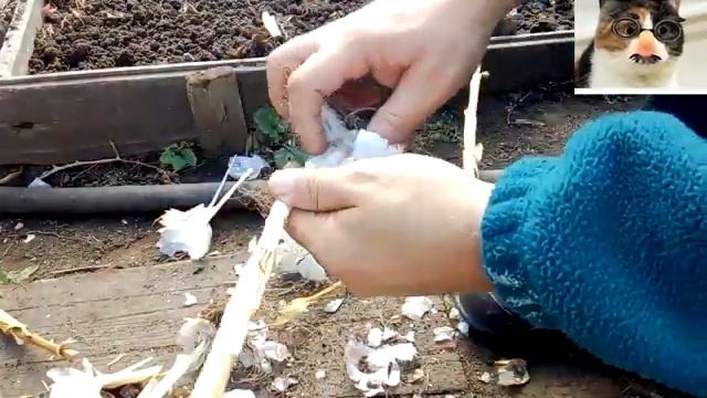 Как сажать чеснок под зиму. Посадка чеснока в открытый грунт