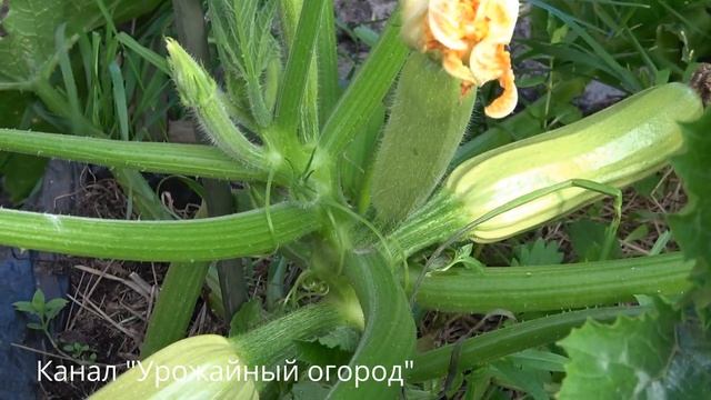 КАК ПОЛУЧИТЬ ОЧЕНЬ МНОГО КАБАЧКОВ С ОДНОГО КУСТА!