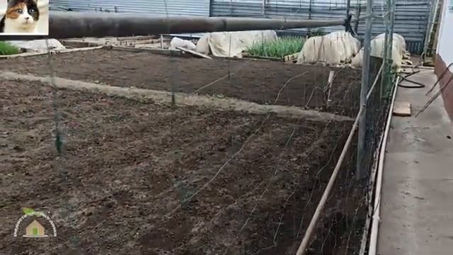 Как сажать фасоль семенами в открытый грунт. Когда сажать вьющуюся фасоль