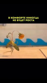 В комфорте не будет роста