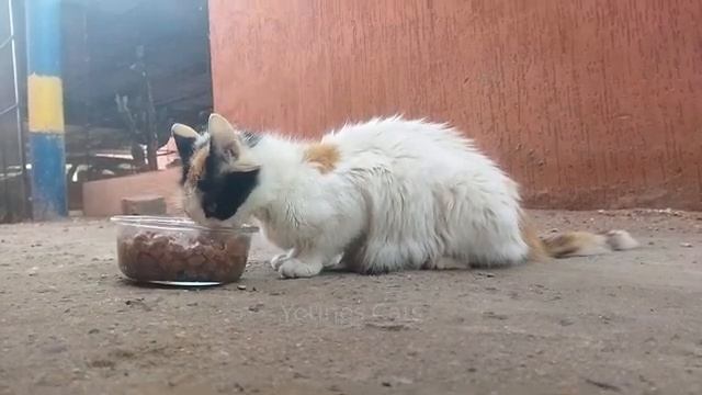 Голодная кошка на улице (2025 год)