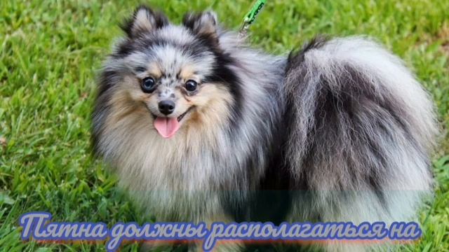 Какие цвета бывают у шпицов .