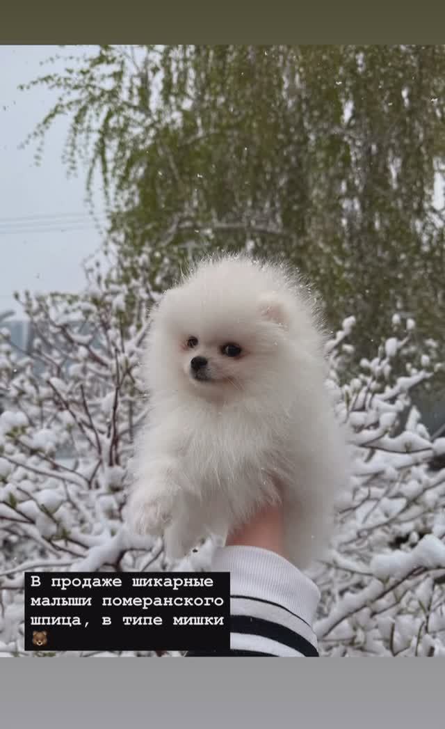 Щенки померанского шпица в типе мишки🐻