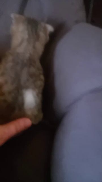 Видео WhatsApp 2025-05-15 в 09.38.07_b37b9bb0