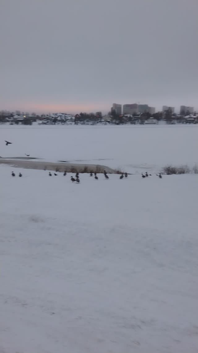У Невы, 10 января 2024.