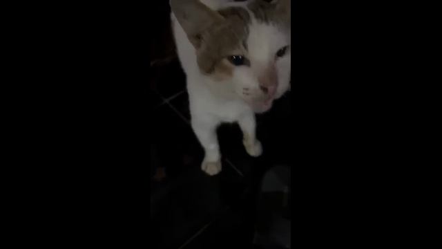 Кошки коты смешные котики (2025 год)