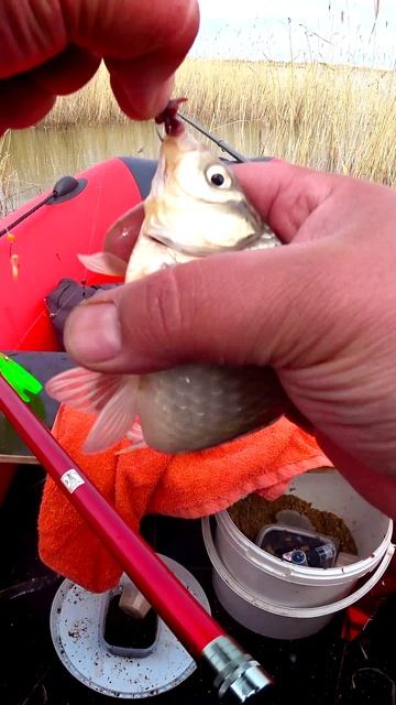 КАРАСЬ, КРЮЧОК и ЧЕРВЯЧОК! #shorts #рыбалка #fishing #рыба #fish #эдвардкосичка  #природа #nature