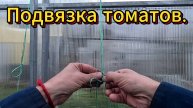 Подвязка томатов. Простейший узел.