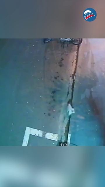 Невероятная храбрость: кот-герой спас своего сородича от собаки