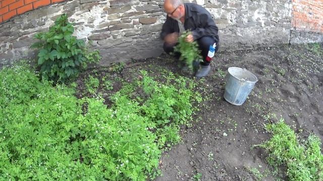 ЖИВЕМ В ДЕРЕВНЕ!ПРОДАЛИ ХОЛОДИЛЬНИК НА АВИТО!ВЕДРО КАМНЯ ИЗ ОГОРОДА!ОТ ТРАВЫ ИЗБАВИЛСЯ!ОГОРОД ГОТОВ!