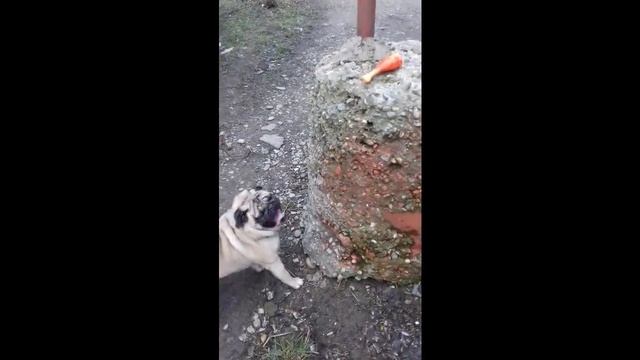Смешное видео про собак. Смешной мопс.| Funny pugs|Улыбнитесь