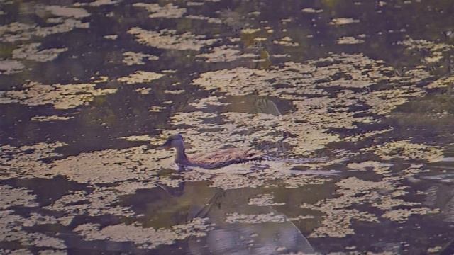 БИРТМАН — МАМАНЯ