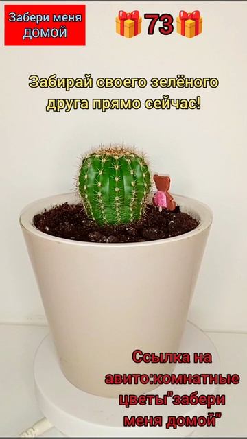 🎁73🎁кактус Эхинопсис