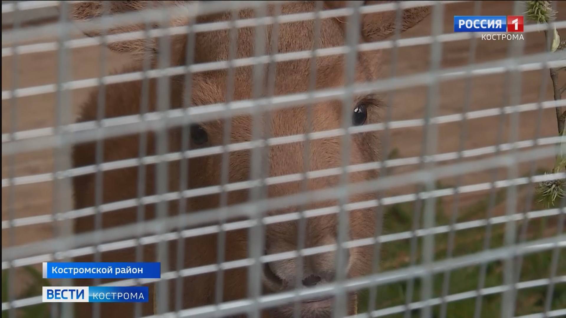 На Костромской лосеферме в Сумароково – бэби-бум