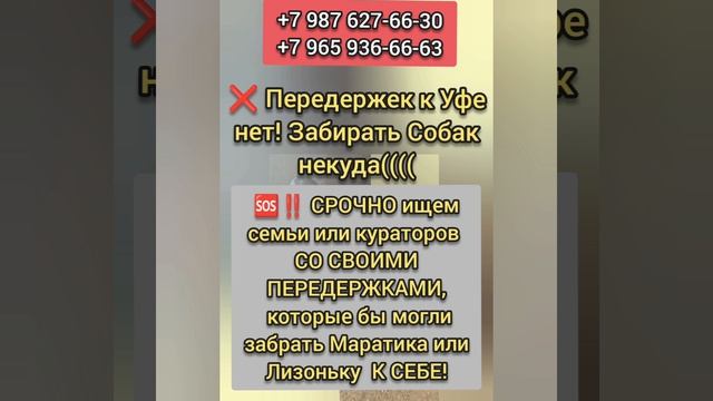 Спасите! Курцхаар и Алабай попали в отлов!