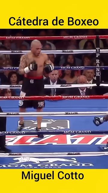 La suprema cátedra de Miguel Cotto es infalible #boxeo #boxing