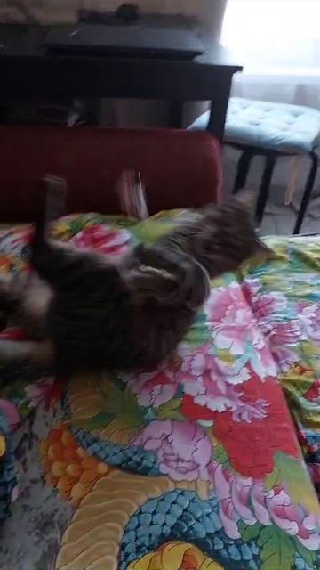 8d58bdbe-9112-4ccf-ab74-ad891fb78fd2-1_all_319.mp4