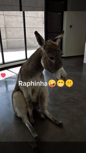 хахаха