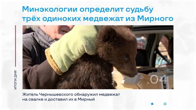 Медвежата-сиротки из Чернышевского и другие итоги дня – коротко