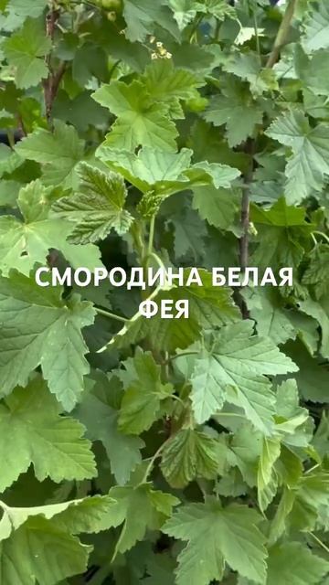 СМОРОДИНА БЕЛАЯ ФЕЯ купить в садовом центре «АртСад» www.artsad63.ru