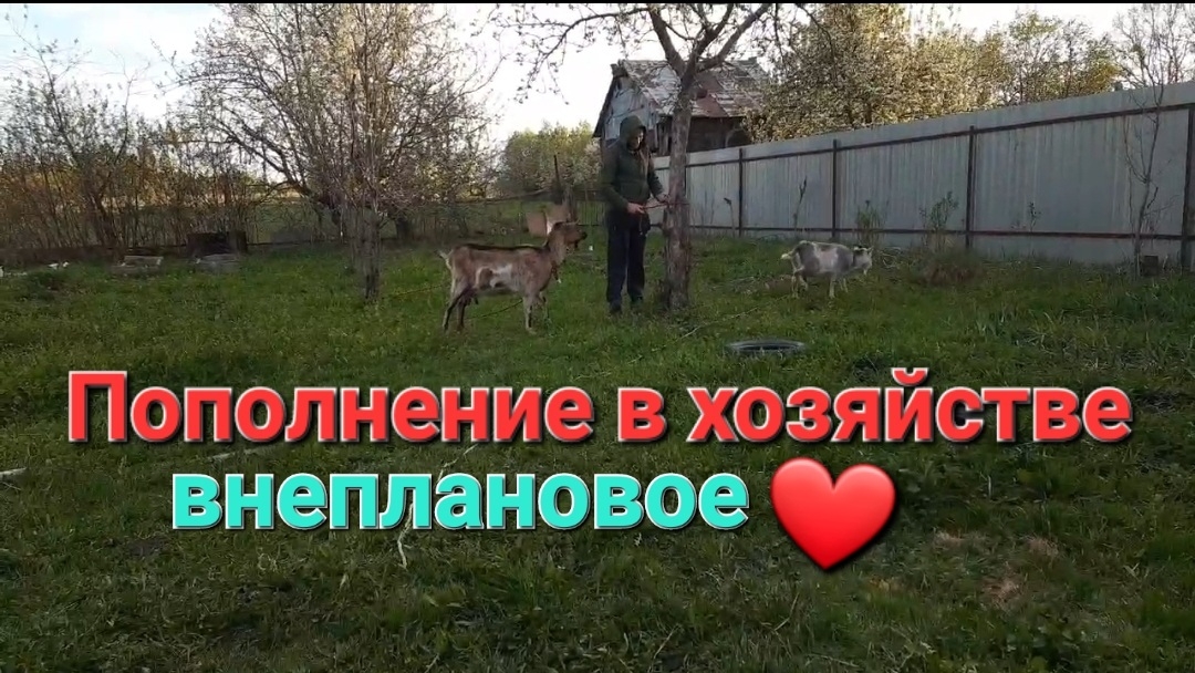 Пополнение в хозяйстве / я об этом 5 лет мечтала 🥰 #хозяйство
