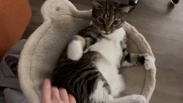 Котику не нравиться, когда его трогают (2025 год)