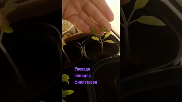 фиолетово #огород #огороднабалконе #рассада #фиолетов?