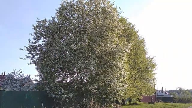 МАЙСКАЯ КРАСОТА