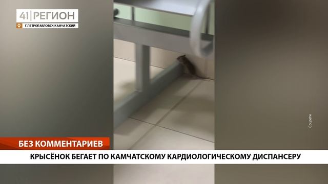 КРЫСЁНОК БЕГАЕТ ПО КАМЧАТСКОМУ КАРДИОЛОГИЧЕСКОМУ ДИСПАНСЕРУ • БЕЗ КОММЕНТАРИЕВ