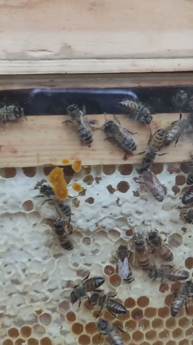 Живые пчёлки и мёд от русского швейцарца🍯🐝на Старообрядческой ярмарке в Рогожской Слободе#Москва.