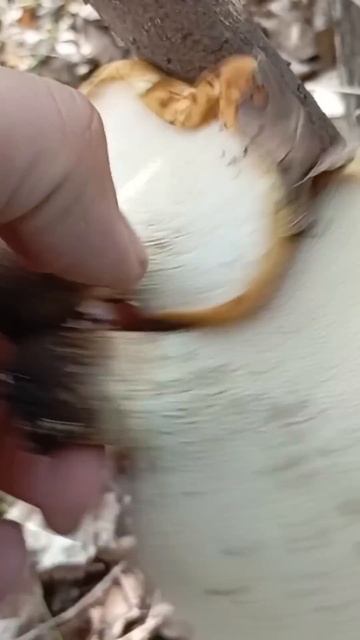 на безрыбье и трутовик как гриб 🍄🟫😅