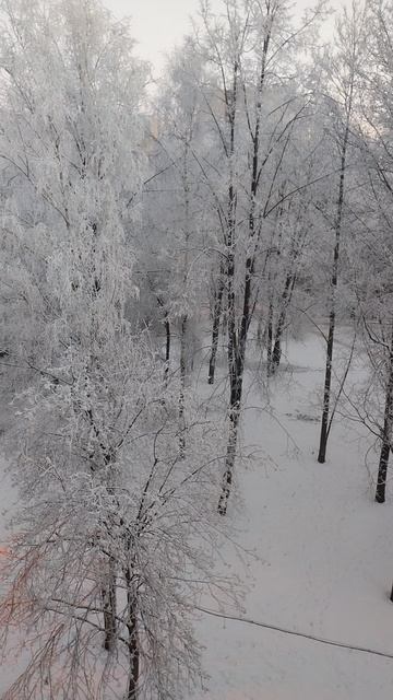 Утро, изморозь на деревьях, 7 декабря 2023, Петербург.