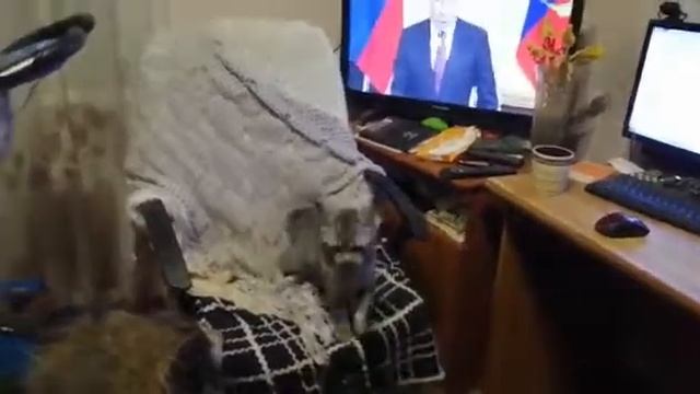 Приколы хаски и котёнка