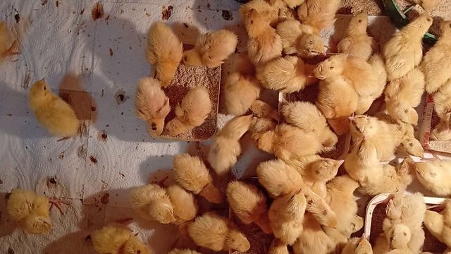 Перепелятам третьи сутки