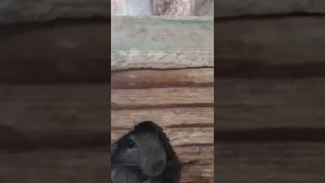 Это последнее видео о зоопарке