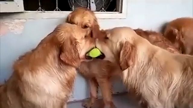 Прикольные собаки