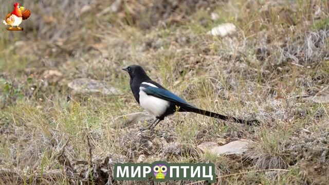 Мир птиц – красота и грация пернатых созданий Природы 🦩🦚🦜 Выпуск (124) 🦉🐦🐤