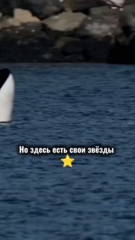 Морские прогулки на Камчатке