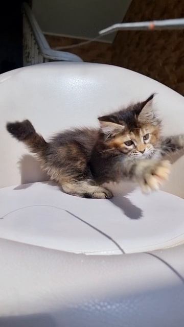 Priscilla Mos Lakshestar котенок мейн кун 2 месяца 5 дней.
